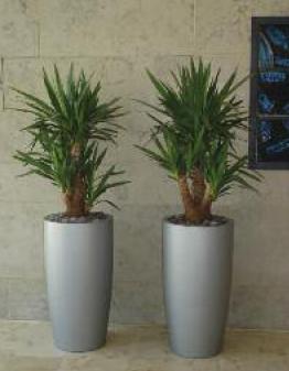 Tall tapered curved round GRP planter Tall tapered curved round GRP planter